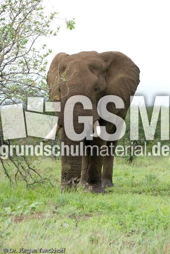 Afrikanischer Elefant (130 von 131).jpg
